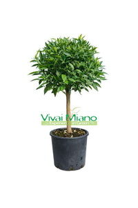 Mandarino (vazonas – 20)