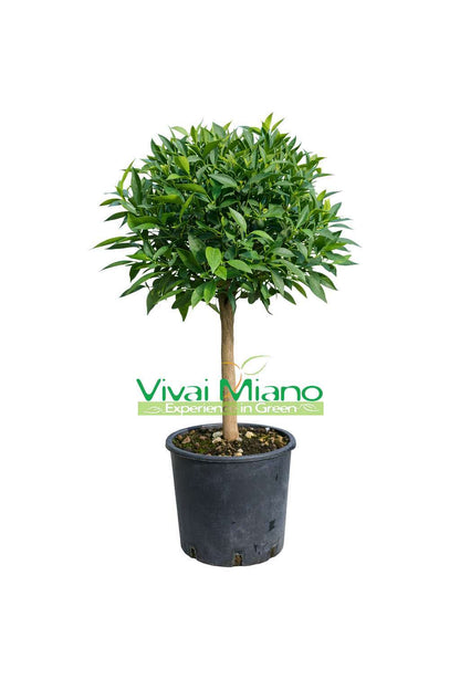 Mandarino (vazonas – 20)