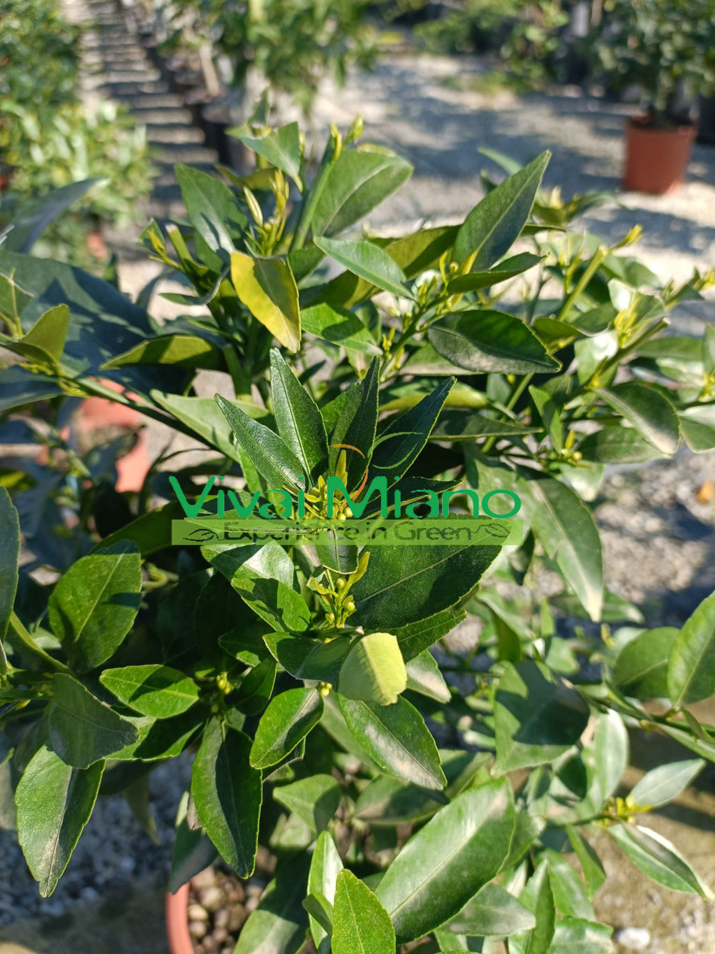 Mandarino (vazonas – 20)