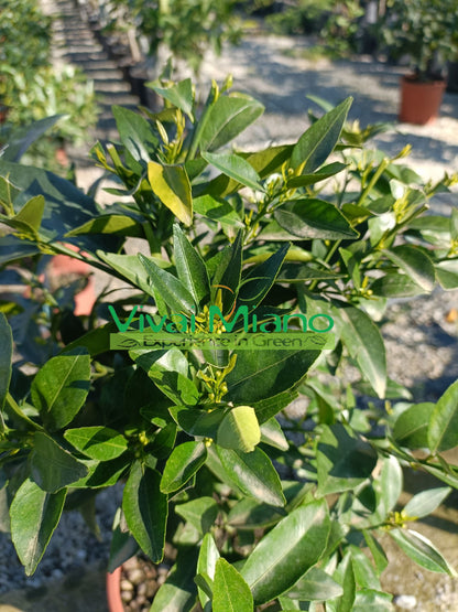 Mandarino (vazonas – 20)