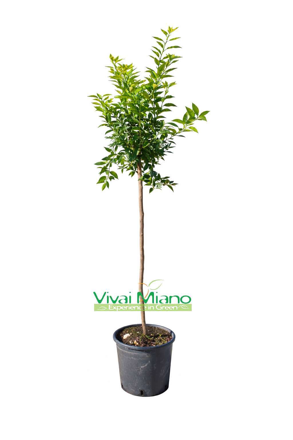 Mandarino medis (vazonas – 24)