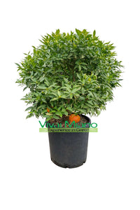 Mandarino medis (krūmas - 35 l vazonas)