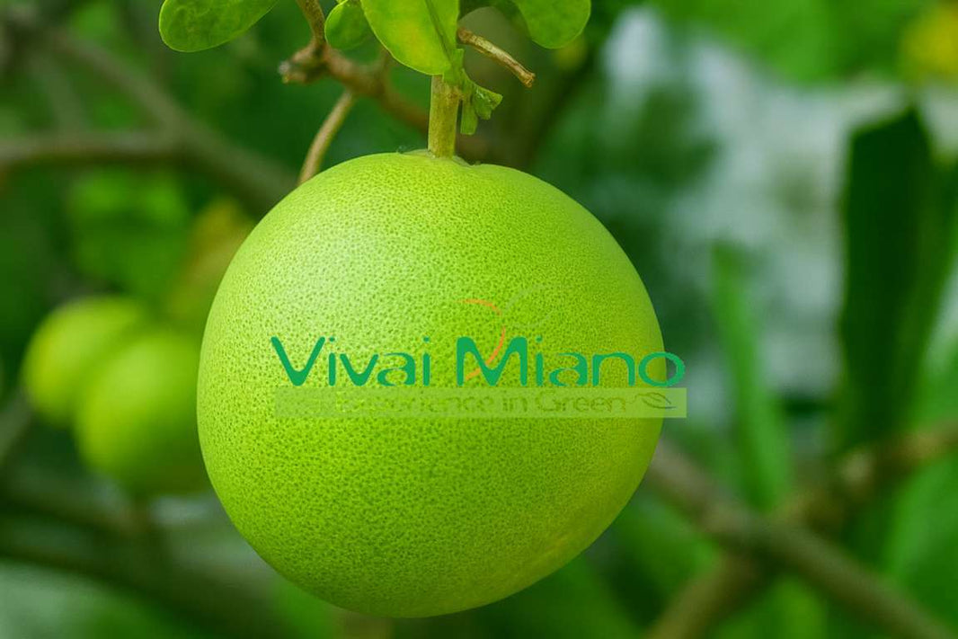 Pomelo medis