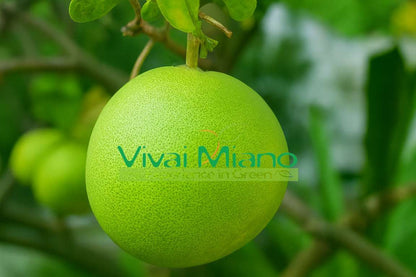 Pomelo medis