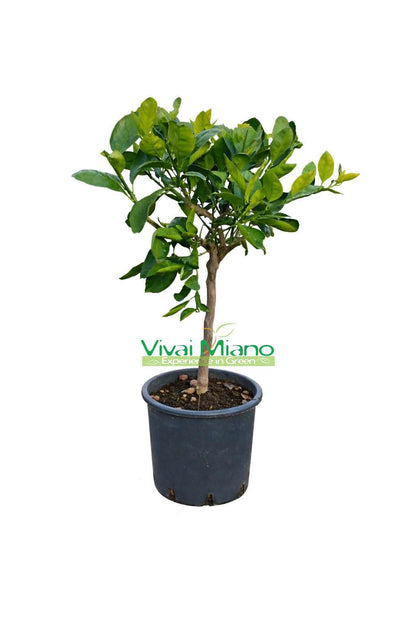 Satsuma Miyagawa mandarino medis (vazonas – 20)