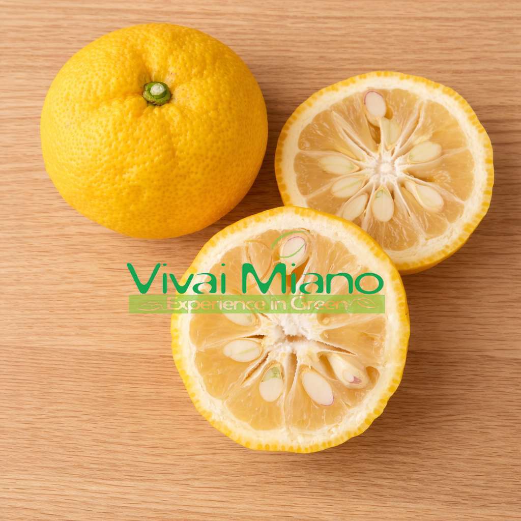 Juzu augalas – Japoninis citrinmedis (vazonas – 20)