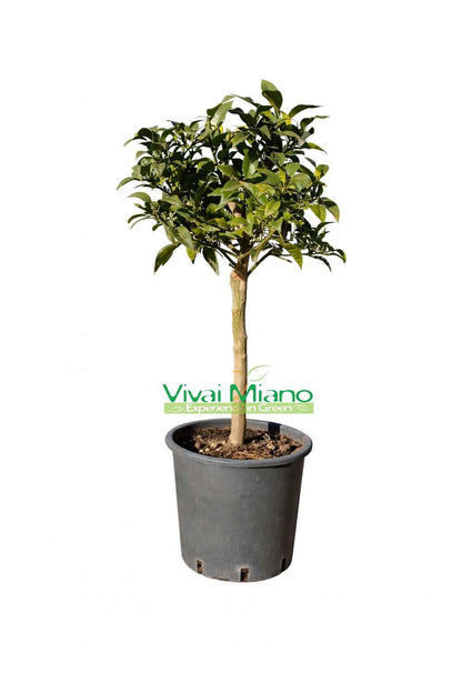 Juzu augalas – Japoninis citrinmedis (vazonas – 20)
