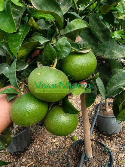 Satsuma Miyagawa mandarino medis (vazonas – 20)