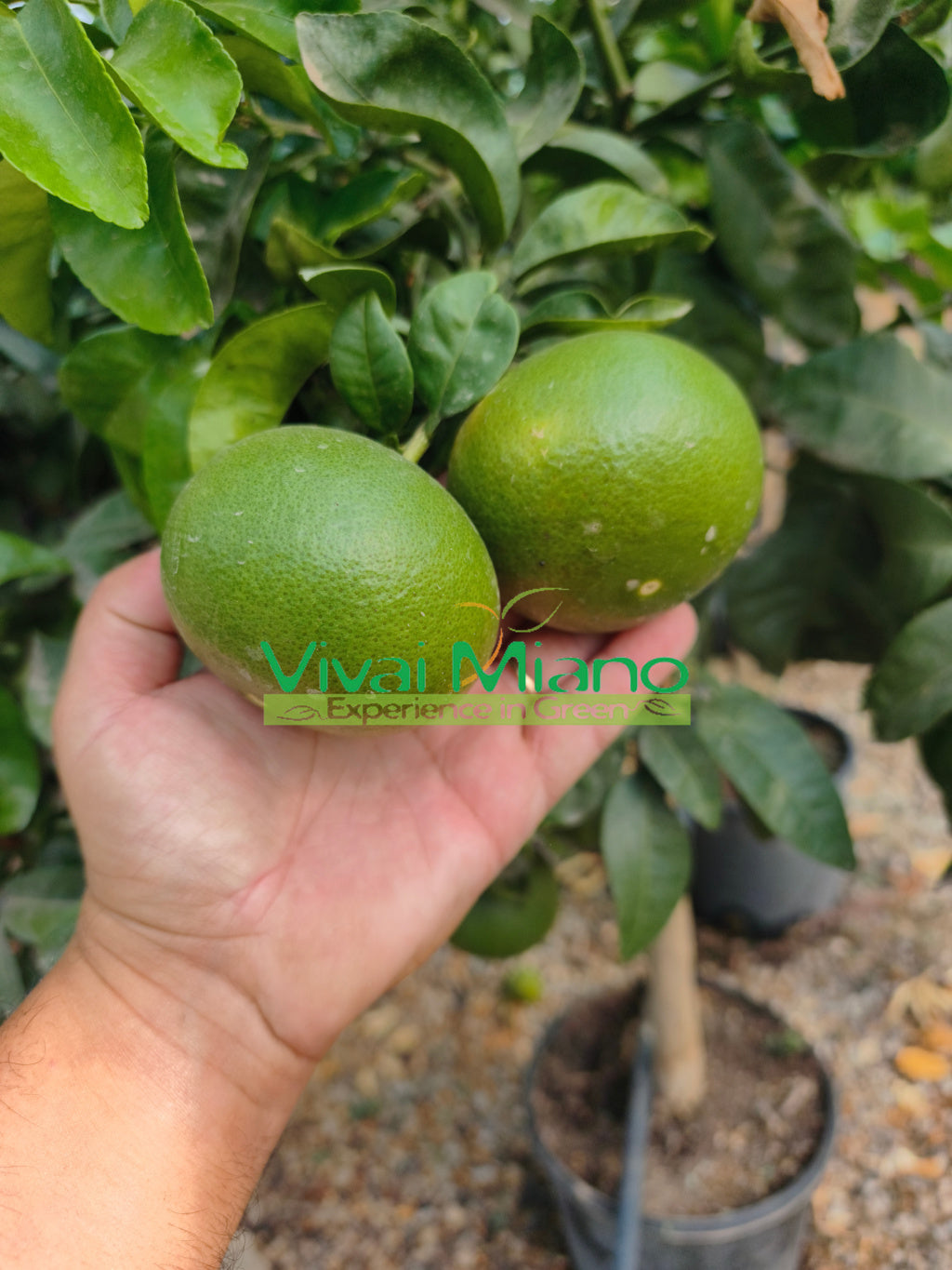 Satsuma Miyagawa mandarino medis (vazonas – 20)