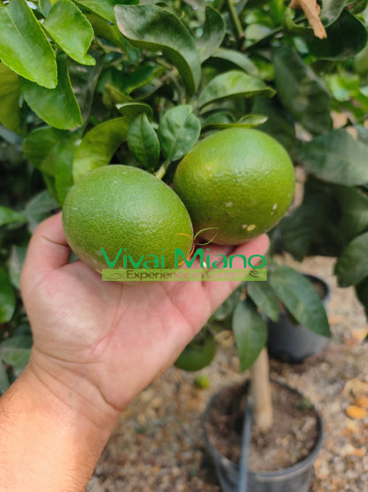 Satsuma Miyagawa mandarino medis (vazonas – 20)