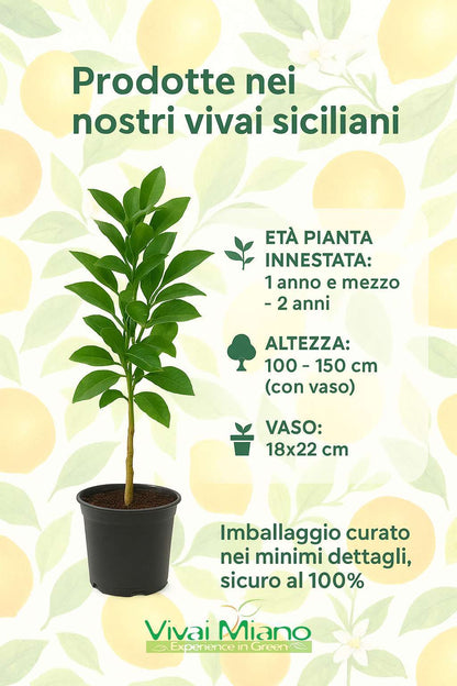 Pianta di Limone Meyer